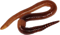 two brown worms on a white background
